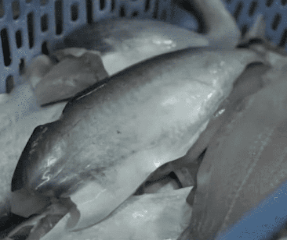 freshwater fish collagen