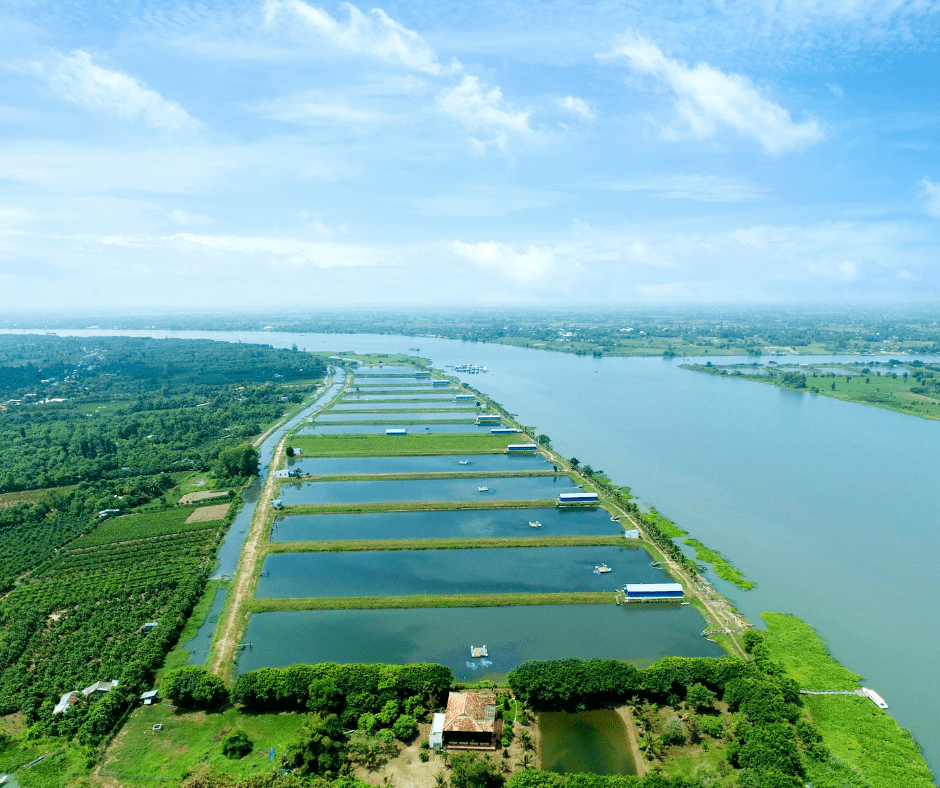 freshwater fish collagen